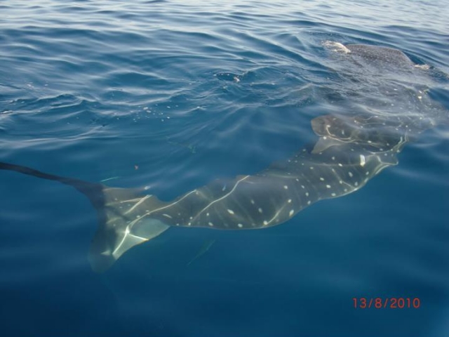  Requins dans les eaux des Caraïbes 